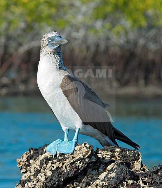 Blauwvoetgent op rots, Blue-footed Booby on rock stock-image by Agami/Roy de Haas,