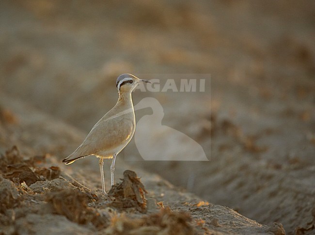 Renvogel in halfwoestijn; Cream-coloured Courser semi desert stock-image by Agami/Markus Varesvuo,