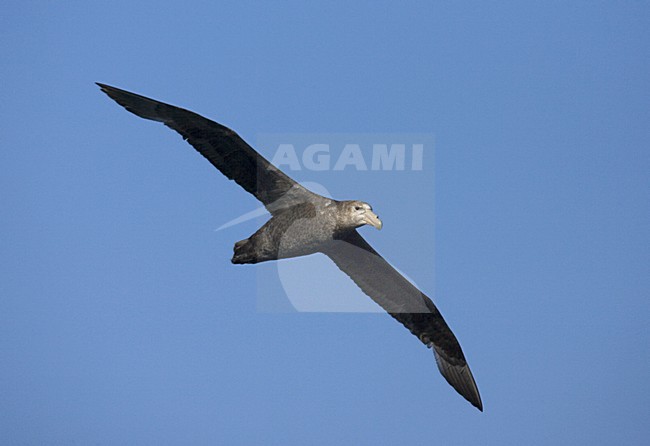 Southern Giant Petrel flying; Zuidelijke Reuzenstormvogel vliegend stock-image by Agami/Marc Guyt,