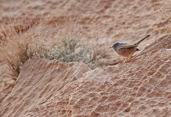 Male Tristram's Warbler (Curruca deserticola) perched on the ground. stock-image by Agami/Markus Varesvuo,