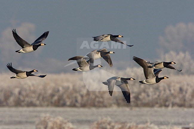 Groep Brandganzen in de vlucht; Group of Barnacle Geese in flight stock-image by Agami/Arie Ouwerkerk,