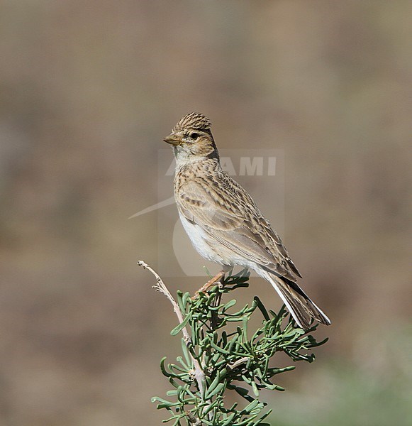 Asian Short-toed Lark (Alaudala cheleensis) standing in Mongolian desert stock-image by Agami/James Eaton,