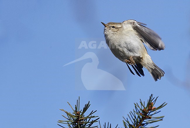 Hume's Leaf Warbler (Phylloscopus humei) in flight in Scania, Sweden. stock-image by Agami/Helge Sorensen,