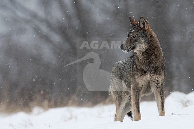 Wolf in snow covered forest in Poland stock-image by Agami/Han Bouwmeester,