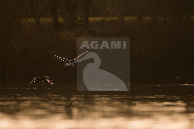 Mallard (Anas platyrhynchos platyrhynchos) in Germany. stock-image by Agami/Ralph Martin,