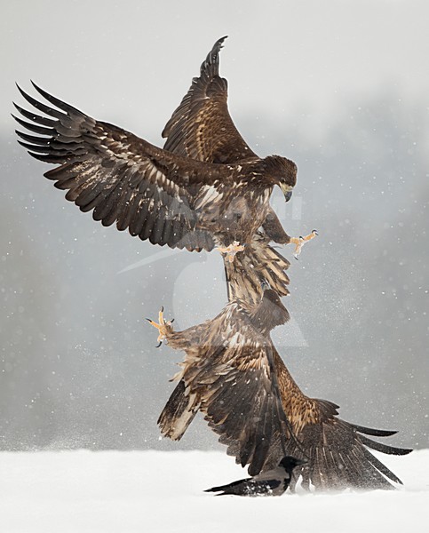 Zeearenden vechtend in de sneeuw, White-tailed Eagles fighting in the snow stock-image by Agami/Danny Green,