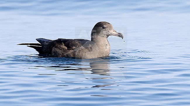 Flesh-footed shearwater (Ardenna carneipes) in water during pelagic, Oman stock-image by Agami/Roy de Haas,