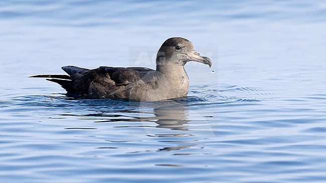 Flesh-footed shearwater (Ardenna carneipes) in water during pelagic, Oman stock-image by Agami/Roy de Haas,