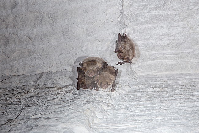 Vale vleermuizen in winterslaap, Greater Mouse Eared Bat in hibernation stock-image by Agami/Theo Douma,
