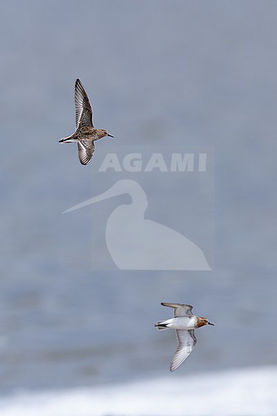 sanderling (calidris alba) in breeding plumage in flight, found at Buir Nuur (Buir Lake) in Dornod Aimag in Mongolia stock-image by Agami/Mathias Putze,