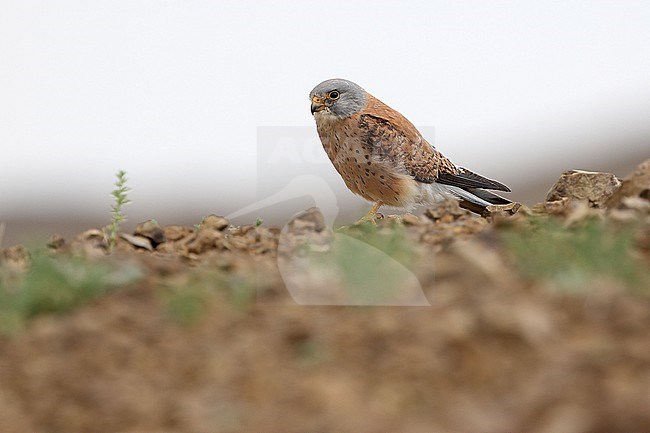 Lesser Kestrel (Falco naumanni) 1st summer male in Mongolia stock-image by Agami/James Eaton,