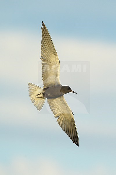 Adult breeding
Kidder Co., ND
June 2020 stock-image by Agami/Brian E Small,