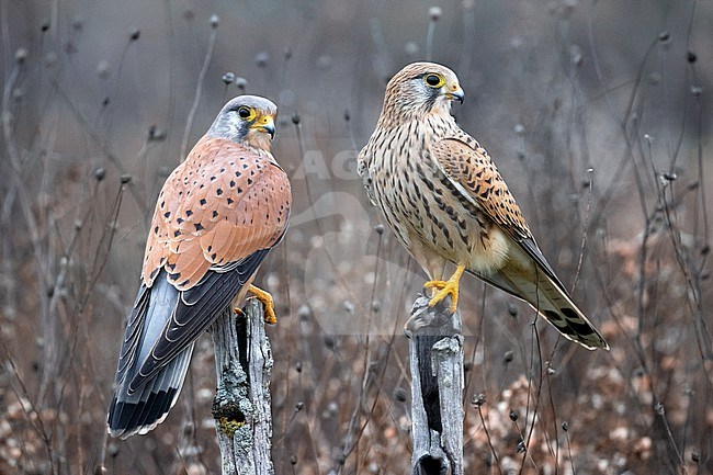 Eurasian Kestrel, Falco tinnunculus, in Italy. Pair of Kestrels. stock-image by Agami/Daniele Occhiato,