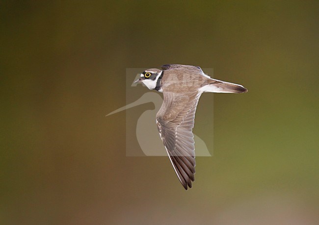 Kleine Plevier zingend en roepend in baltsvlucht;Little Ringed Plover in songflight stock-image by Agami/Ran Schols,