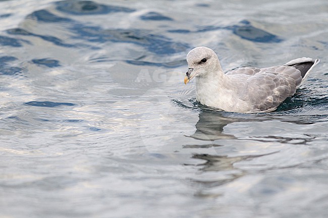 Dark morph of Northern Fulmar ( Fulmarus glacialis glacialis) is swimming at the German North Sea. stock-image by Agami/Mathias Putze,