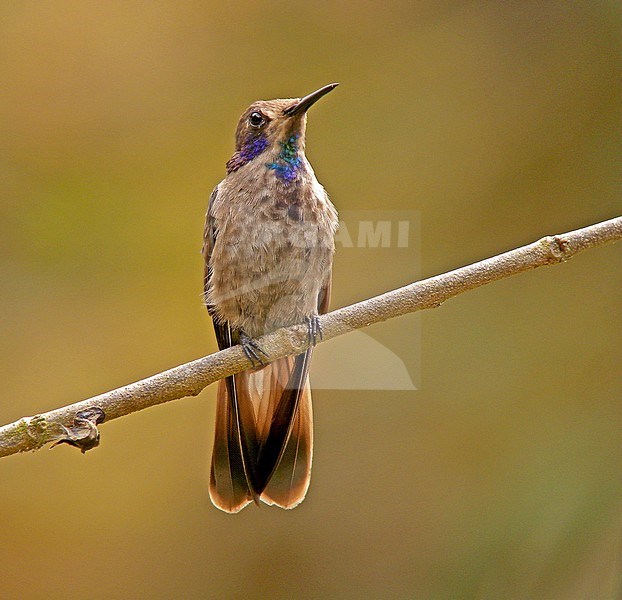 Brown Violetear (Colibri delphinae) stock-image by Agami/Pete Morris,