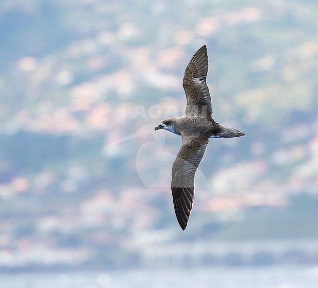 Desertas Petrel (Pterodroma deserta) at sea off Madeira, Portugal. stock-image by Agami/Pete Morris,