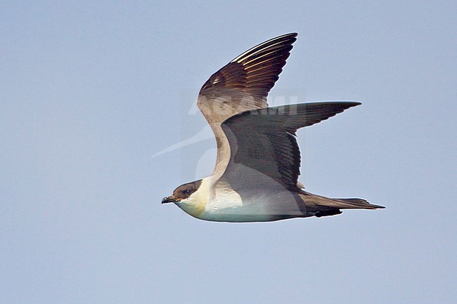Long-tailed Jaeger (Stercorarius longicaudus) flying in Washington, USA. stock-image by Agami/Glenn Bartley,