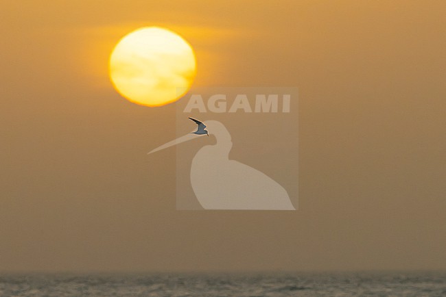 Little Tern (Sternula albifrons) in flight at sunset over the Atlantic Ocean. stock-image by Agami/David Monticelli,