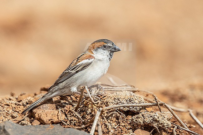 Male Iago Sparrow (Passer iagoensis) resting on the ground, with an orange background in Cape Verde. stock-image by Agami/Sylvain Reyt,