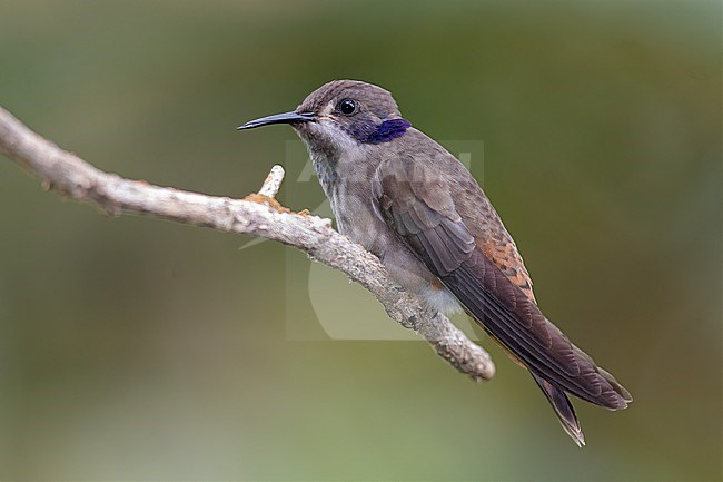 Brown Violetear (Colibri delphinae) at Queremal, Colombia. stock-image by Agami/Tom Friedel,