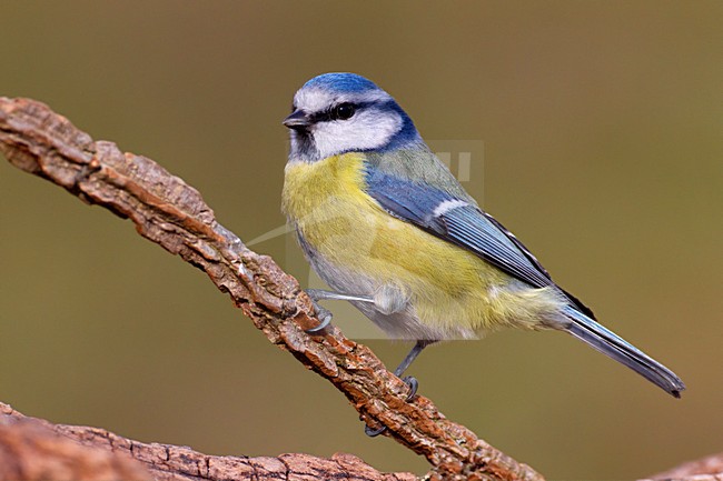 Cinciarella; Blue Tit; Cyanistes caeruleus stock-image by Agami/Daniele Occhiato,