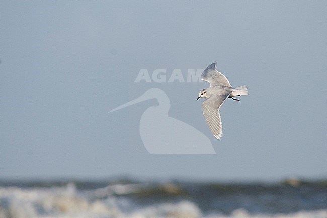 Dwergmeeuw, Little Gull, Hydrocoloeus minutus Germany, adult winter stock-image by Agami/Ralph Martin,