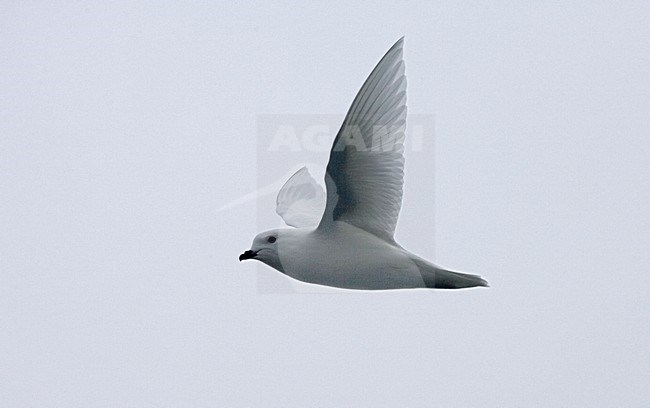 Lesser Snow Petrel flying; Sneeuwstormvogel vliegend stock-image by Agami/Marc Guyt,