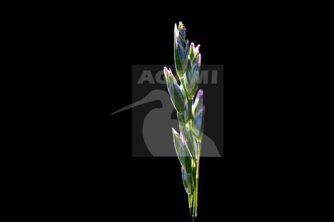  stock-image by Agami/Wil Leurs,