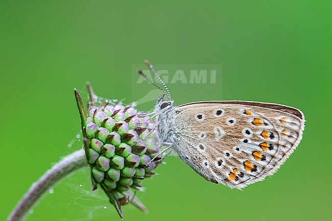 Female Common Blue stock-image by Agami/Wil Leurs,