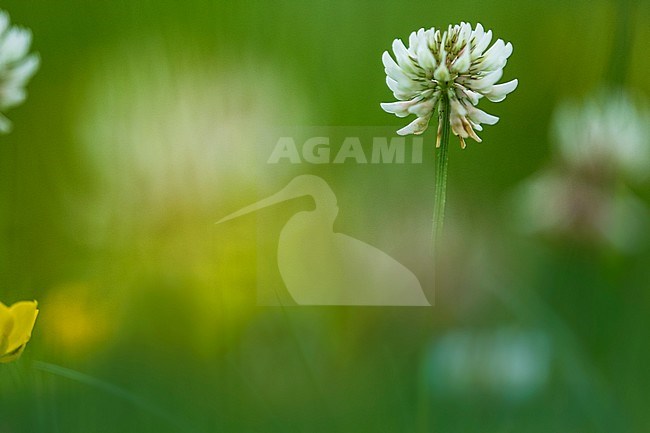 White Clover, Trifolium repens stock-image by Agami/Wil Leurs,