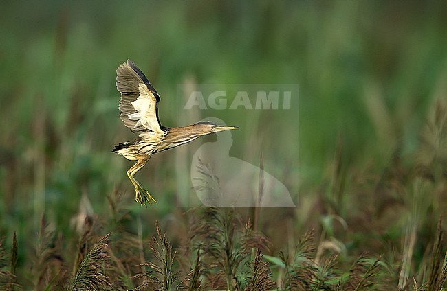 Female Little Bittern (Ixobrychus minutus) in flight over a reed bed. stock-image by Agami/Kris de Rouck,