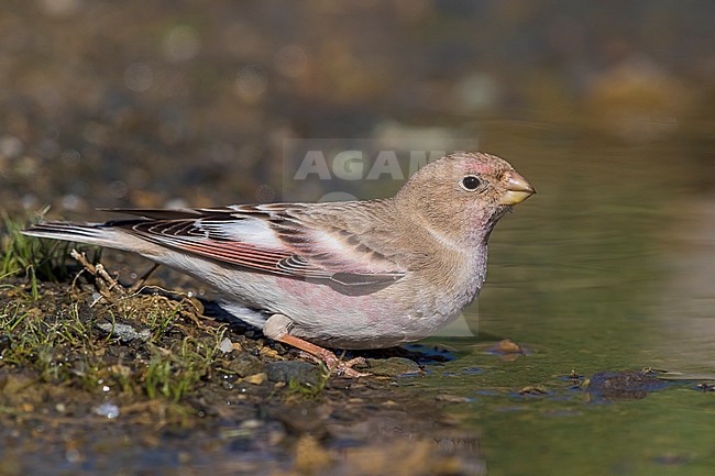 Mongoolse Woestijnvink, Mongolian Finch, Eremopsaltria mongolica stock-image by Agami/Daniele Occhiato,