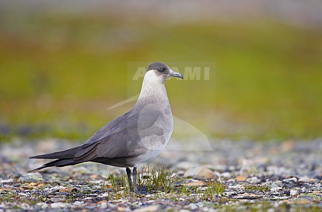 Arctic Skua adult standing; Kleine Jager volwassen staand stock-image by Agami/Markus Varesvuo,
