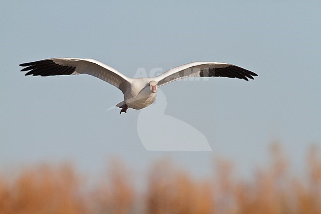 Snow Goose (Chen caerulescens) flying at the Bosque del Apache wildlife refuge near Socorro, New Mexico, USA. stock-image by Agami/Glenn Bartley,