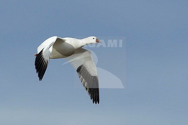Adult white morph
Socorro Co., N.M.
December 2014 stock-image by Agami/Brian E Small,