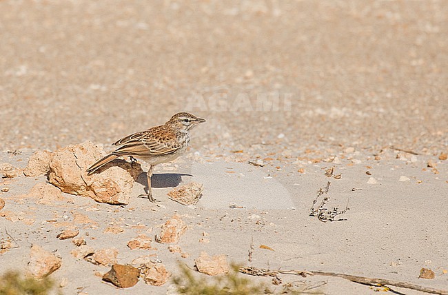 Barlow's Lark (Calendulauda erythrochlamys barlowi) in South Africa. Subspecies of Dune Lark. stock-image by Agami/Pete Morris,