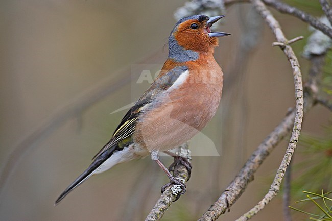Common Chaffinch male singing; Vink man zingend stock-image by Agami/Markus Varesvuo,