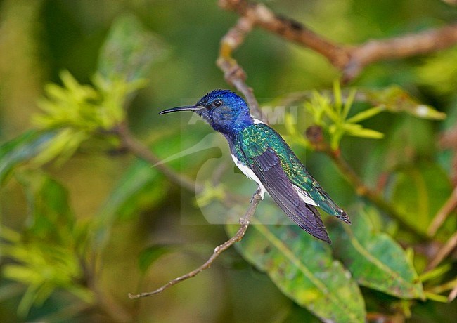 White-necked Jacobin, Florisuga mellivora stock-image by Agami/Greg & Yvonne Dean,