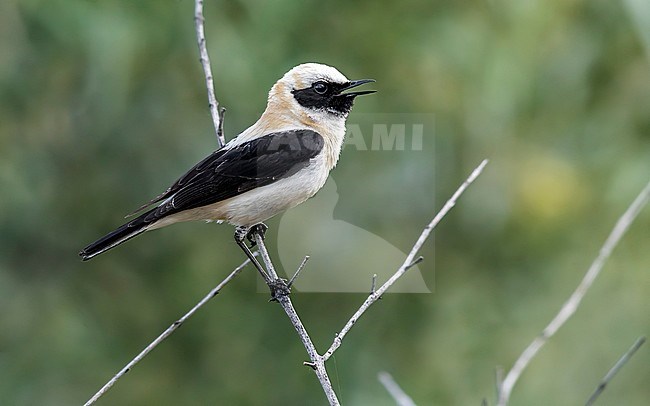 Adult male Western Black-eared Wheatear perched on a wall in Montehermoso, Extremadura, Spain. May 20, 2018. stock-image by Agami/Vincent Legrand,