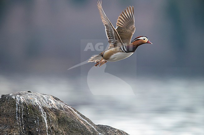 Male Mandarin Duck (Aix galericulata) flying from a rock in middle of a freshwater lake in Finland. stock-image by Agami/Markku Rantala,