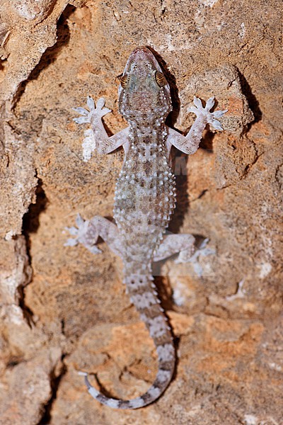 Al-Kiyumi’s Gecko (Hemidactylus alkiyumii) taken the 01/03/2023 at Salalah - Oman. stock-image by Agami/Nicolas Bastide,