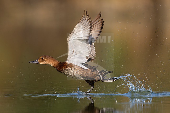 Common Pochard, Aythya ferina, in Italy. stock-image by Agami/Daniele Occhiato,