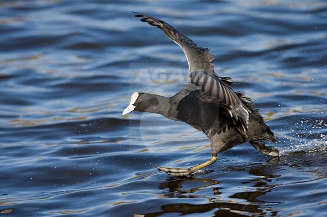 Eurasian Coot running on the water; Meerkoet rennend over het water stock-image by Agami/Marc Guyt,