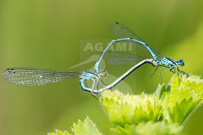 Mating Azure Bluet stock-image by Agami/Wil Leurs,