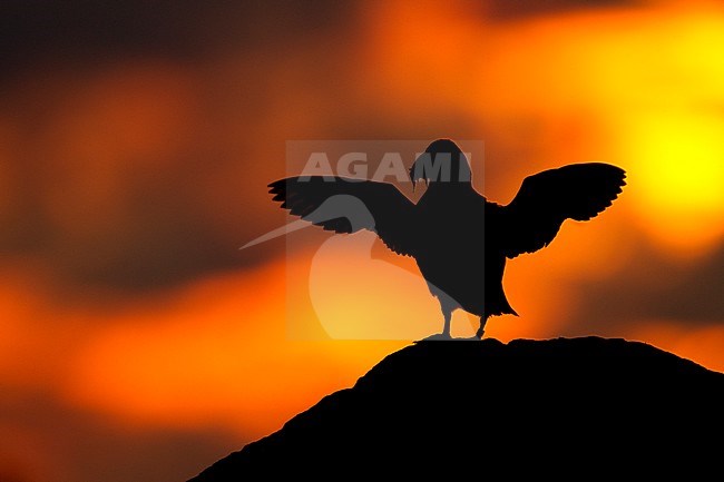 Papegaaiduiker op een klif met zonsondergang, Atlantic Puffin resting on a cliff in the sunset stock-image by Agami/Danny Green,