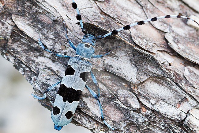 Alpine Longhorn Beetle (Rosalia alpina) sitting on the trunc of a tree in a woodland in Bavaria, Germany. stock-image by Agami/Ralph Martin,