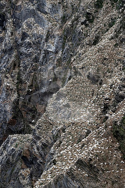 Northern Gannet (Morus bassanus) breeding colonie. stock-image by Agami/Marcel Burkhardt,