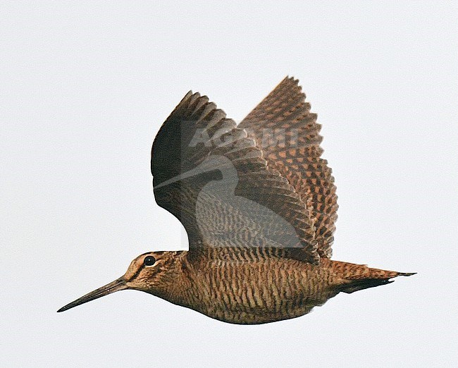 First-winter Eurasian Woodcock (Scolopax rusticola) in flight in the Netherlands. stock-image by Agami/Laurens Steijn,