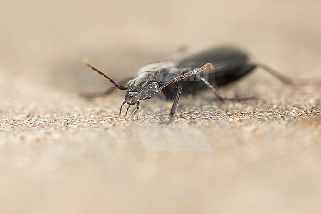 Pterostichus niger - Großer Grabkäfer, Germany, (Lower Saxony), imago stock-image by Agami/Ralph Martin,